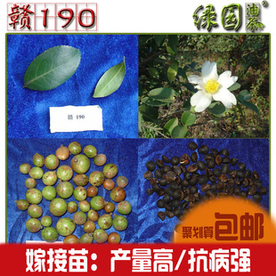 赣190高产油茶树苗 【嫁接】油茶苗 优于大果红花油茶 老表抢种