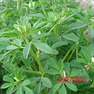 中华香草 香囊草种子 驱虫防蚊香草 花卉种子 净化空气香味持久