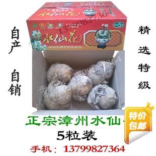漳州正宗水仙花种球 精选特级种球大球 5粒装7-10花枝 包邮