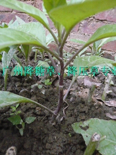 专业有机种植正宗降压草、神仙草、降糖茶（大株30厘米）多头种苗