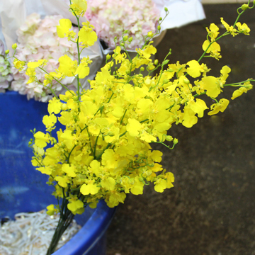 上海鲜花批发多种兰花跳舞兰粉兰千代兰等等黄色名贵