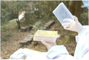 蜜蜂蜂巢蜜的盒子250克/巢蜜盒/巢蜜格/塑料蜂巢蜜盒 巢蜜合
