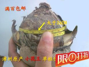 正宗漳州水仙花种球 金盏玉台单瓣小花王 围径26cm  量少 单粒价