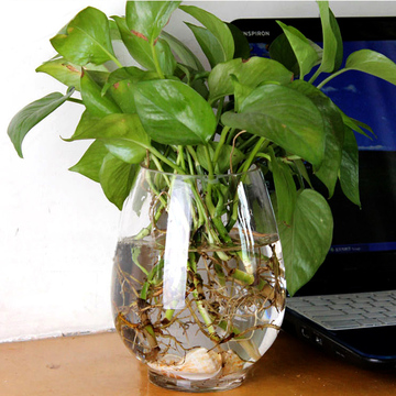 透明玻璃花盆绿萝水培花瓶鱼缸富贵竹水养植物客厅餐桌宜家花插