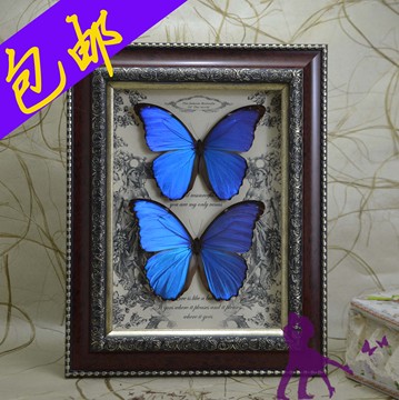 大蓝闪蝶  红色外框 真蝴蝶标本情人节生日礼物 butterfly