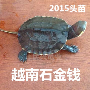 越南石金钱龟 黄喉拟水龟 乌龟宠物活体 招财观赏龟 南石龟苗2015