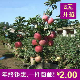 盆栽地载果树苗 嫁接苹果树苗红富士苹果苗南方北方种植 当年结果