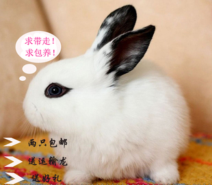 自家繁殖迷你活体兔子 宠物兔肉兔宝宝熊猫兔小白兔 一对包邮免邮