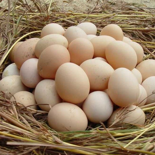 正宗苏北农家散养土鸡蛋 30枚农村自家新鲜草鸡蛋  初生蛋月子蛋