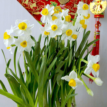 漳州正宗特级水仙花种球大球盆栽种批发 冬季花卉室内水培包邮
