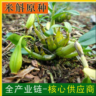 霍山米斛野生原种一粒-组培专用霍山石斛种子