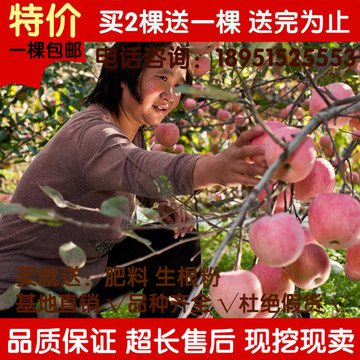 苹果树苗 红肉苹果苗 红富士水果树苗果树盆栽可地栽当年结果