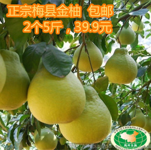 产地直销 梅州金柚客家特产 有机沙田柚子国内新鲜天然水果罐头