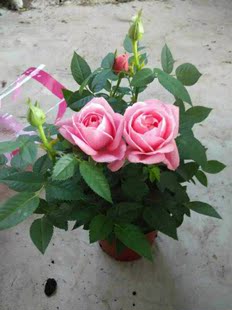 进口月季【欧月】绿植盆栽玫瑰系列欧月王妃绿植花苗带花发货包邮