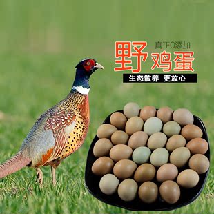 30枚野鸡蛋 七彩山鸡蛋农家新鲜散养飞禽鸡蛋包邮 礼品特产