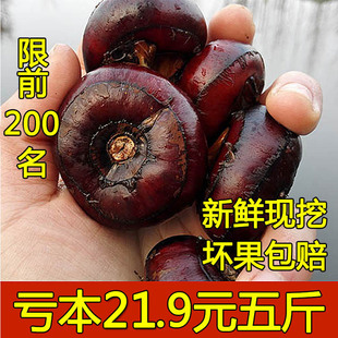 2015年新鲜蔬菜安徽庐江农特产现挖马蹄荸荠甜脆无渣5斤大号包邮