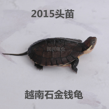 金钱龟 黄喉拟水龟 越南石金钱龟种龟 宠物乌龟活体2015头苗7克的