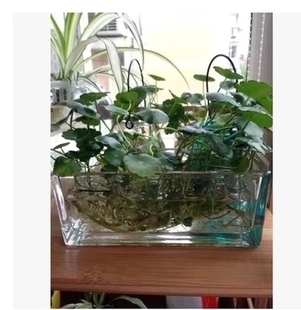 透明水培玻璃花盆 花瓶 长方形鱼缸 植物花器绿萝水仙铜钱草多肉