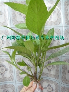降糖树成熟大种苗 有机种植 已经可以马上吃用 30厘米高 买9送3