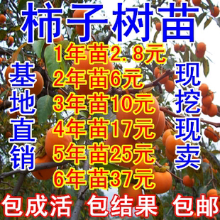 庭院果树苗柿树苗日本甜柿子苗 嫁接柿子树苗 南北方种植当年结果