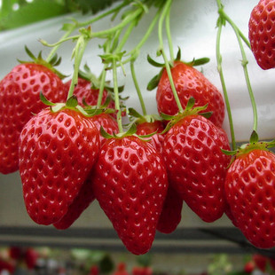 批发四季结果盆栽草莓当年结果牛奶草莓苗多品种基地直销量大包邮