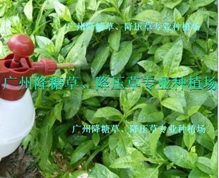 正宗降压草 降压茶 降糖茶（鲜叶/斤）专业有机种植
