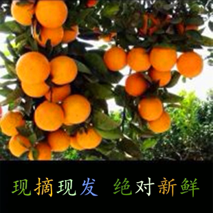 永兴冰糖橙湖南特产甜橙新鲜水果胜云冠禇橙脐橙橙子柑子10斤现货