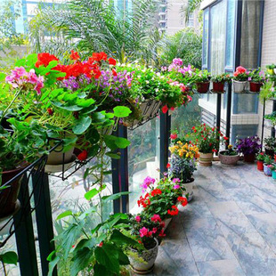 花种子套餐四季种易活室内阳台盆栽绿植物生长快观花秋播花籽包邮