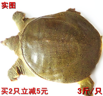 野外放养生态甲鱼 五年公鳖 2.9-3斤/只 团鱼 水鱼 批发价168元
