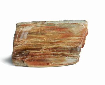 水玉冰魄 天然正品树化石把玩 树化玉原石手把件硅化木树化木矿标