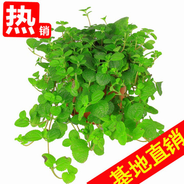 吸毒草吊篮吊兰盆栽绿植物花卉吸甲醛防辐射好养办公室内家庭北京