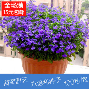 阳台专用 垂吊花卉 观花 六倍利种子 翠蝶花种子 蓝色 春播种子