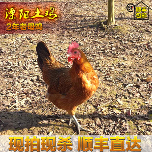 溧阳特产2年正宗散养土鸡年货家宴老母鸡煲汤现杀草鸡孕妇月子鸡