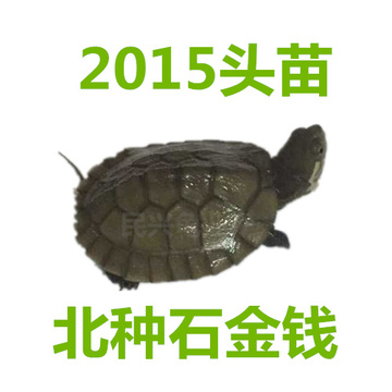 黄喉拟水龟石金钱龟2015头苗 北种小青头三黄石龟苗 宠物乌龟活体