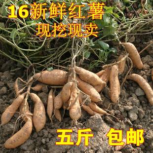 2016新鲜红薯小蕃薯自种沙地现挖现卖地瓜保甜香薯5斤包邮箕山
