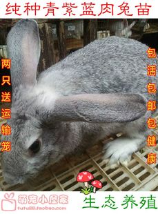 自家繁殖成长系兔子活体纯种青紫蓝兔巨型肉兔宝宝迷你小灰兔包邮