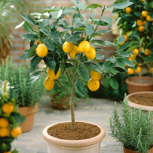 盆栽柠檬苗 正宗香水尤力克当年结果 果树树苗批发特价