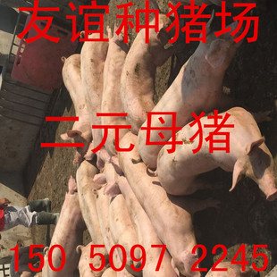 厂家出售太湖母猪二元母猪梅山母猪苏太母猪长白母猪大白母猪苗