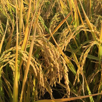 预售东北黑龙江五常大米稻花香有机种植农家自产16年优质新米包邮