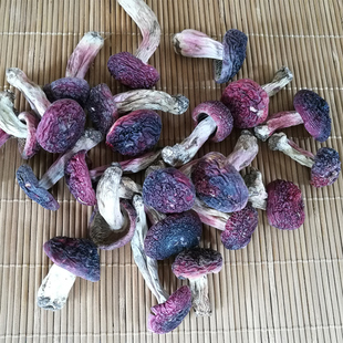 正宗野生红菇250克 半斤 云南野生菌香菇干货食材 高山红菌菇