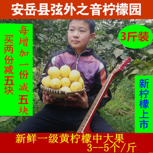 安岳柠檬新鲜一级中大果3斤装包邮/四川特产纯天然尤力克黄柠檬