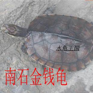 纯种越南石金钱苗乌龟宠物活体南石龟苗黄喉拟水龟苗