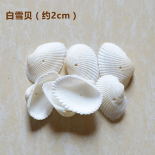 白雪贝20个  学名红螺壳 贝壳风铃材料 DIY手工制作材料 散卖贝壳