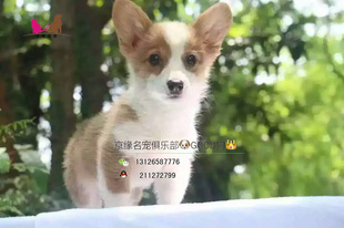 赛级柯基犬 纯种柯基犬幼犬 视频看宠物活体狗狗 北京可送货上门
