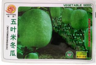 五叶米冬瓜迷你小冬瓜蔬菜种子特早熟耐热耐湿单瓜重2-4公斤
