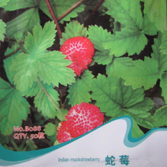 花卉蔬菜药材种子彩包种子蛇莓种子阳台种植花园种植50粒阳台种植